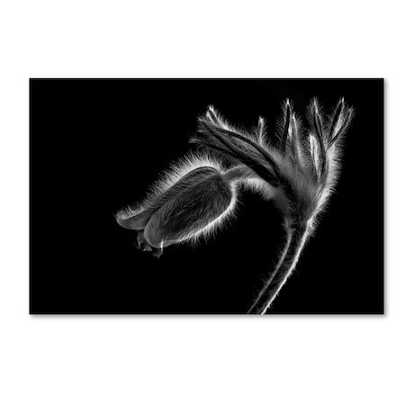 Trademark Fine Art Szabo Zsolt Andras 'Pulsatilla' Canvas Art, 16x24 1X00224-C1624GG